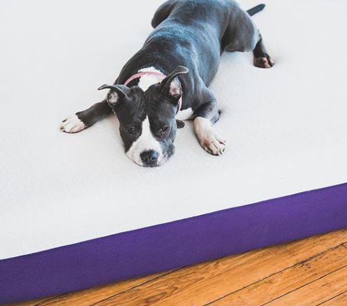Need a miracle product to sleep better? The Polysleep mattress!