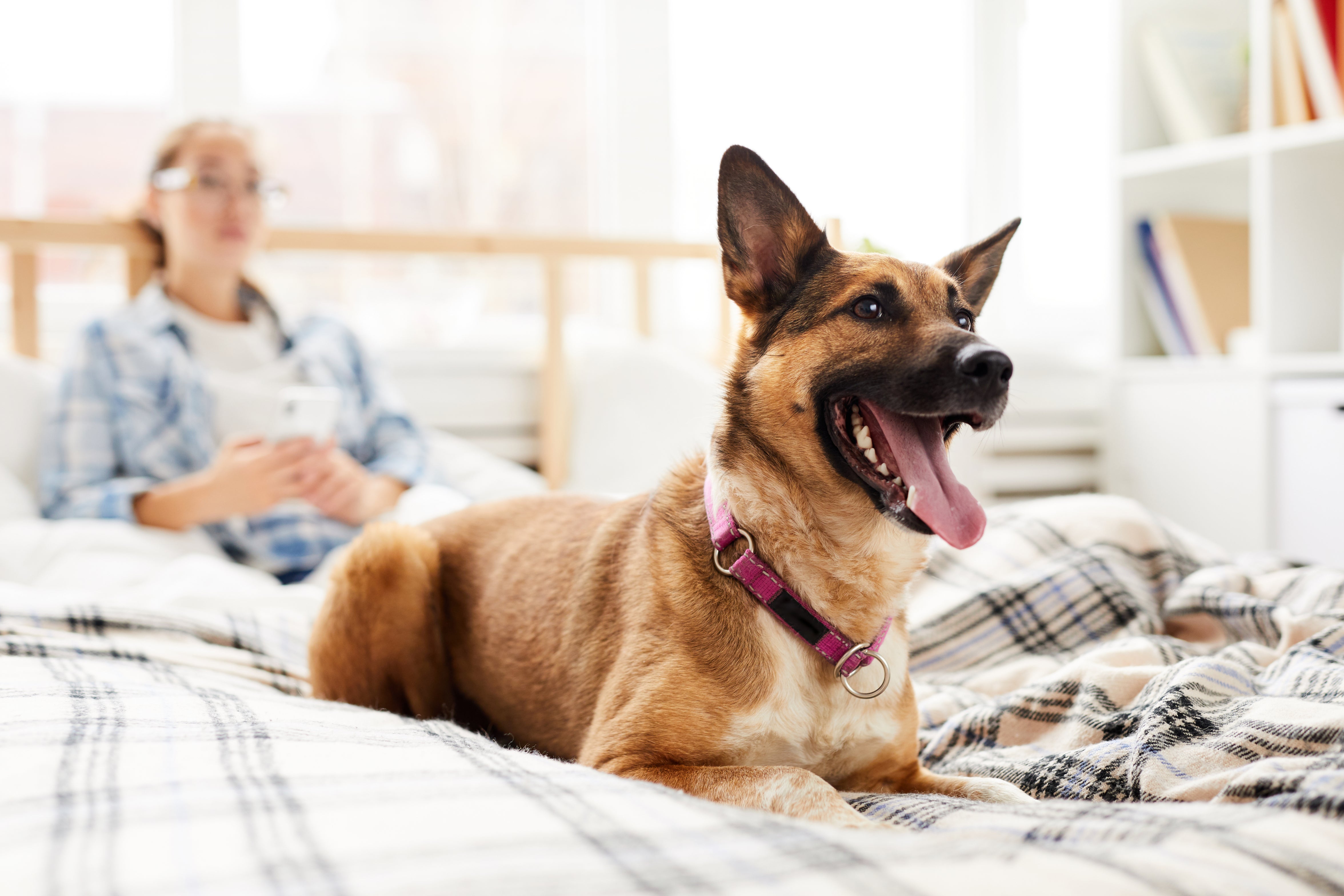 Happy dog sitting on bed